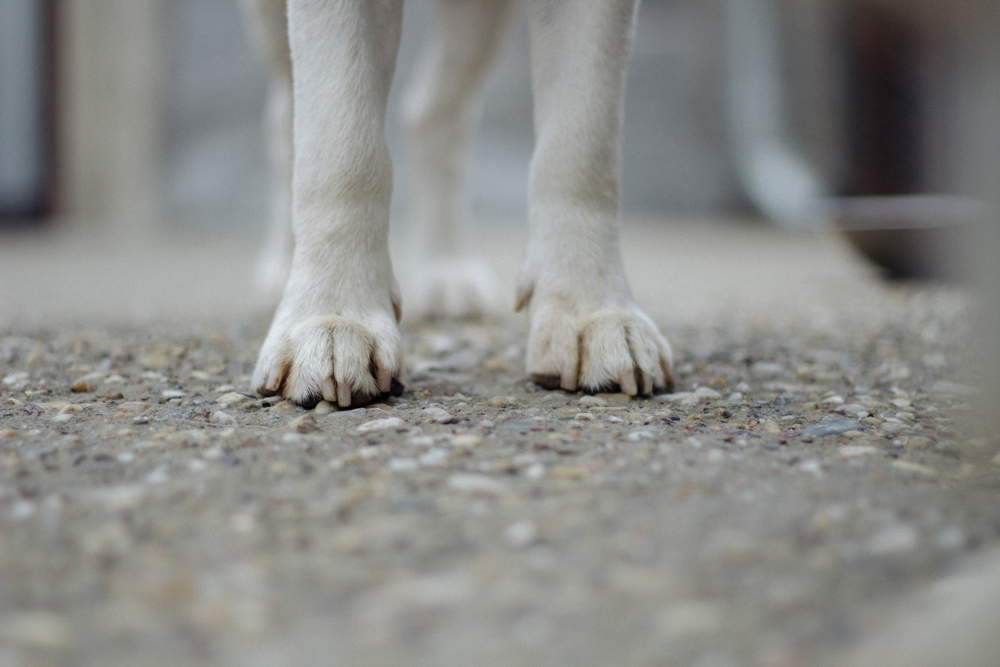 Dogs feet shown on tarmac