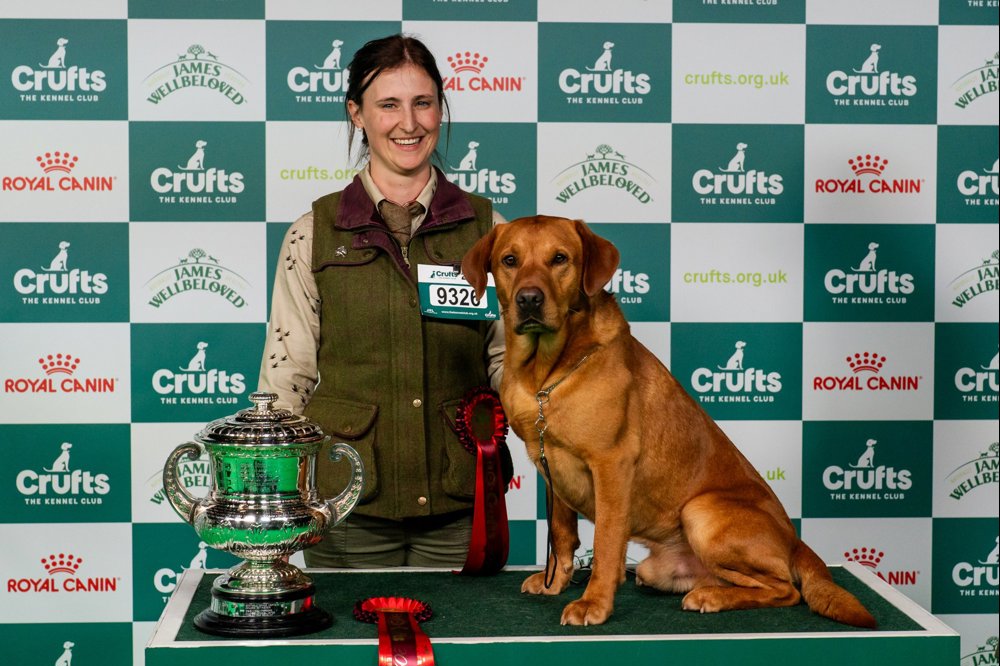 Labrador Retriever from Inverness wins Gamekeepers' classes at Crufts 2024. Crufts Gamekeepers winner Emma and Tweed Credit BeatMedia | The Kennel Club
