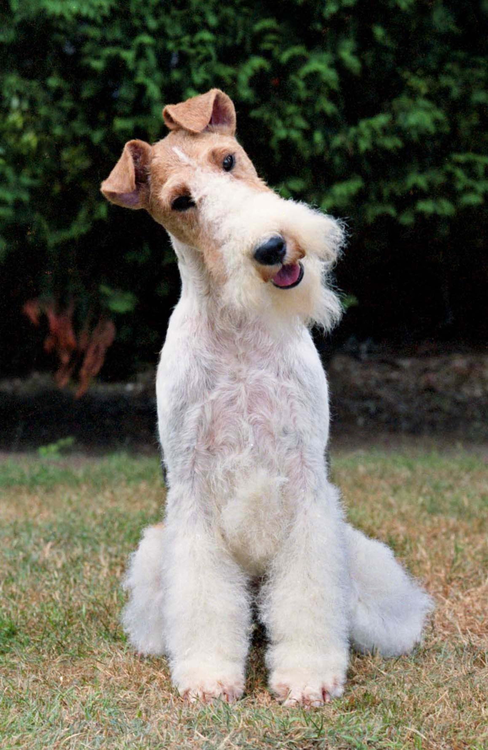 Wire Fox Terrier. Credit Diane Pearce Collection and The Kennel Club
