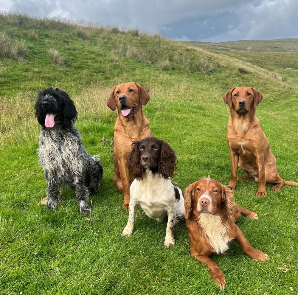 Kate Dogs group sitting on a green hill