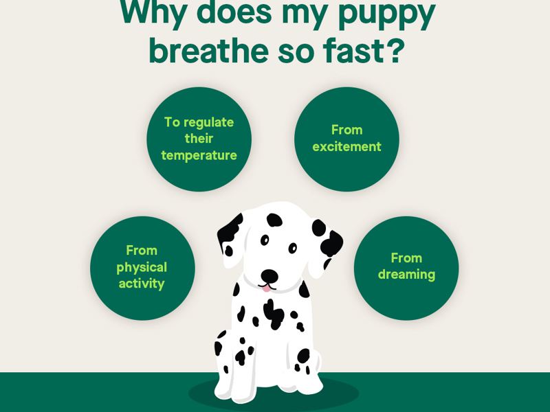 Why does my puppy breathe so fast infographic