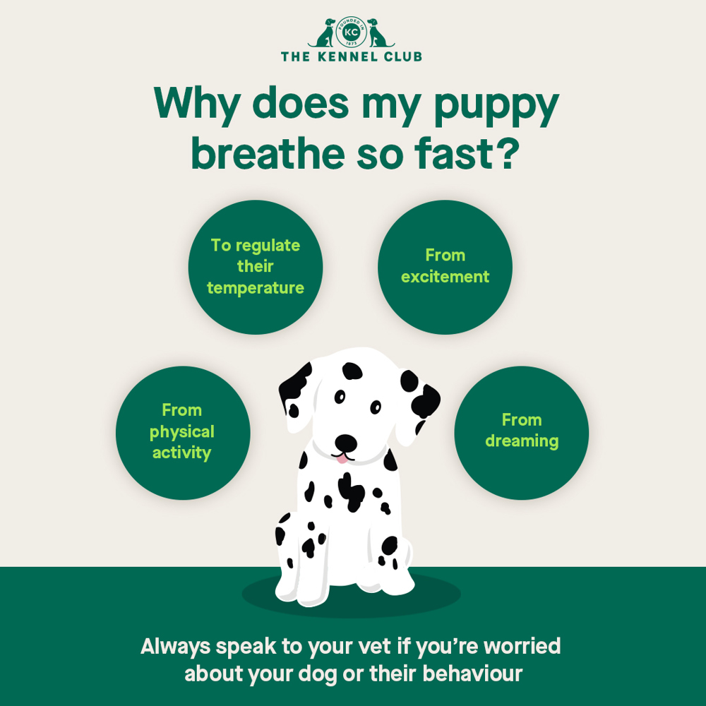 Why does my puppy breathe so fast? | The Kennel Club