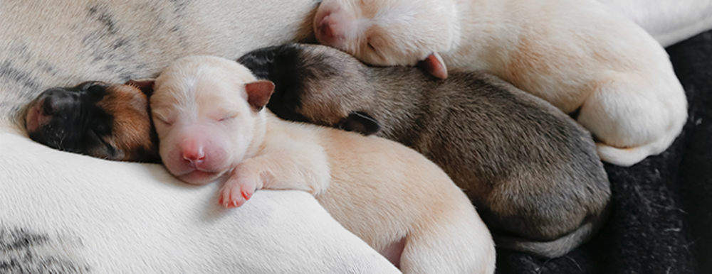 Breeding for a first time? | The Kennel Club